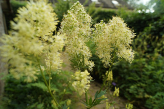 Thalictrum flavumPoelruit bestellen